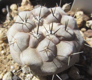 Copiapoa <br>cinerea