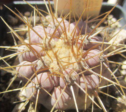 Copiapoa <br>haseltoniana aff tenebrosa