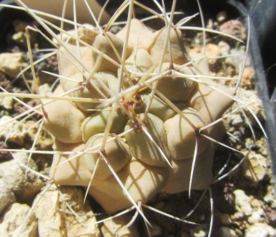 Thelocactus <br>rinconensis polycephalus 