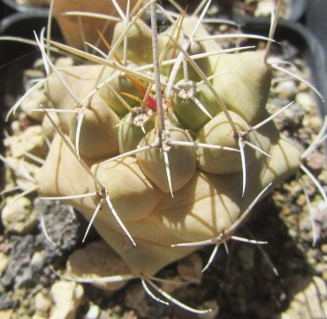 Thelocactus <br>rinconensis polycephalus 