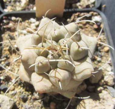 Thelocactus <br>rinconensis polycephalus 
