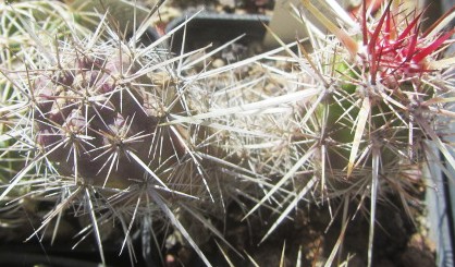 Echinocereus <br>brandegei