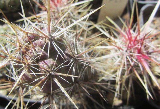 Echinocereus <br>brandegei