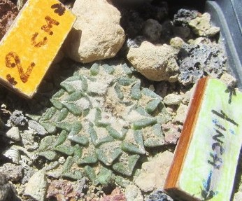Ariocarpus <br>kotschoubeyanus macdowelli