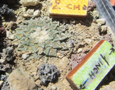 Ariocarpus <br>kotschoubeyanus macdowelli