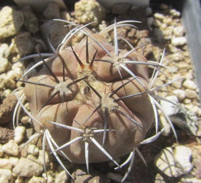 Copiapoa <br>echinoides
