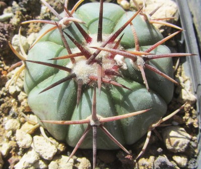 Echinocactus <br>horizonthalonius