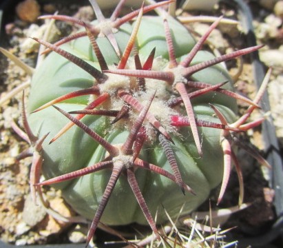 Echinocactus <br>horizonthalonius