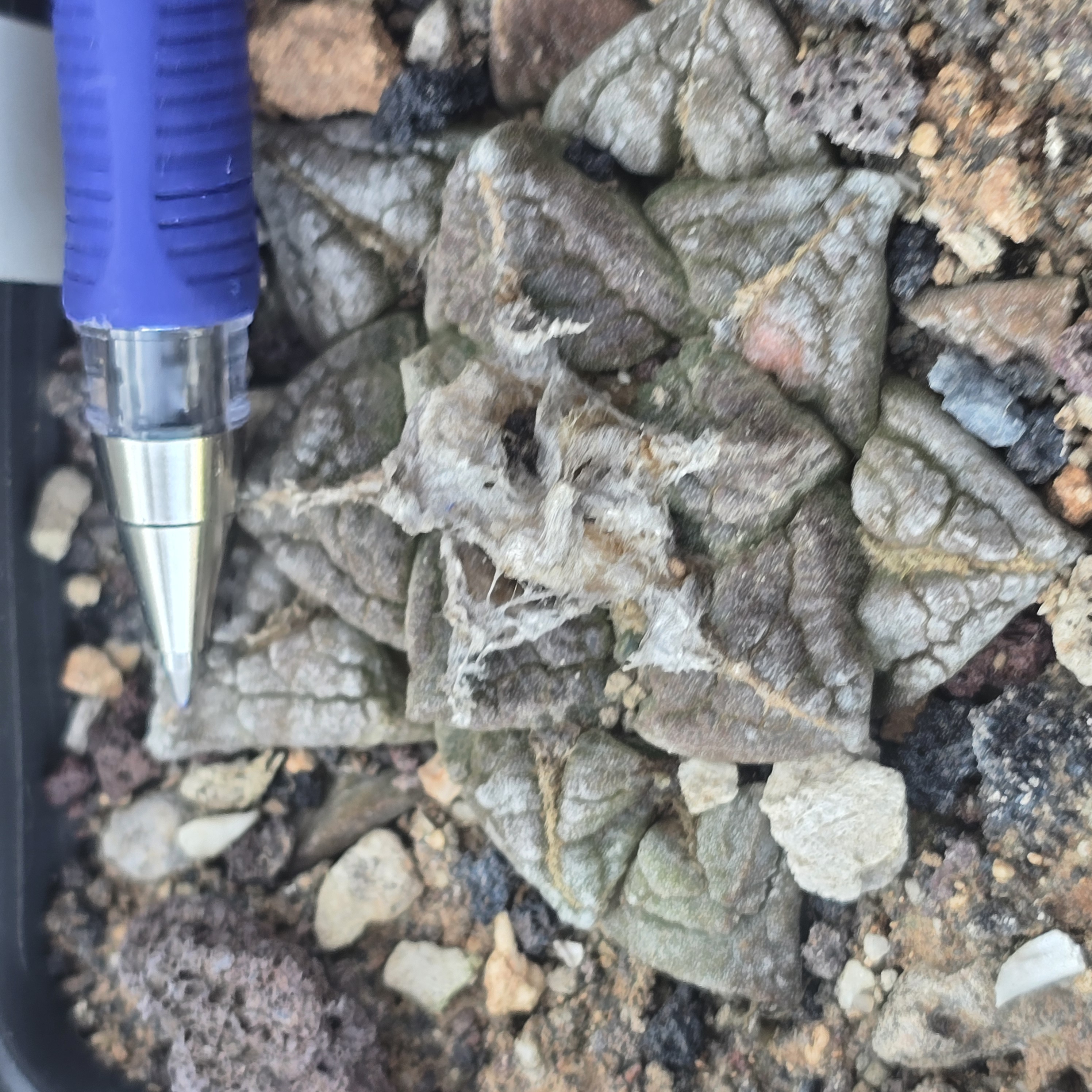 Ariocarpus <br>fissuratus