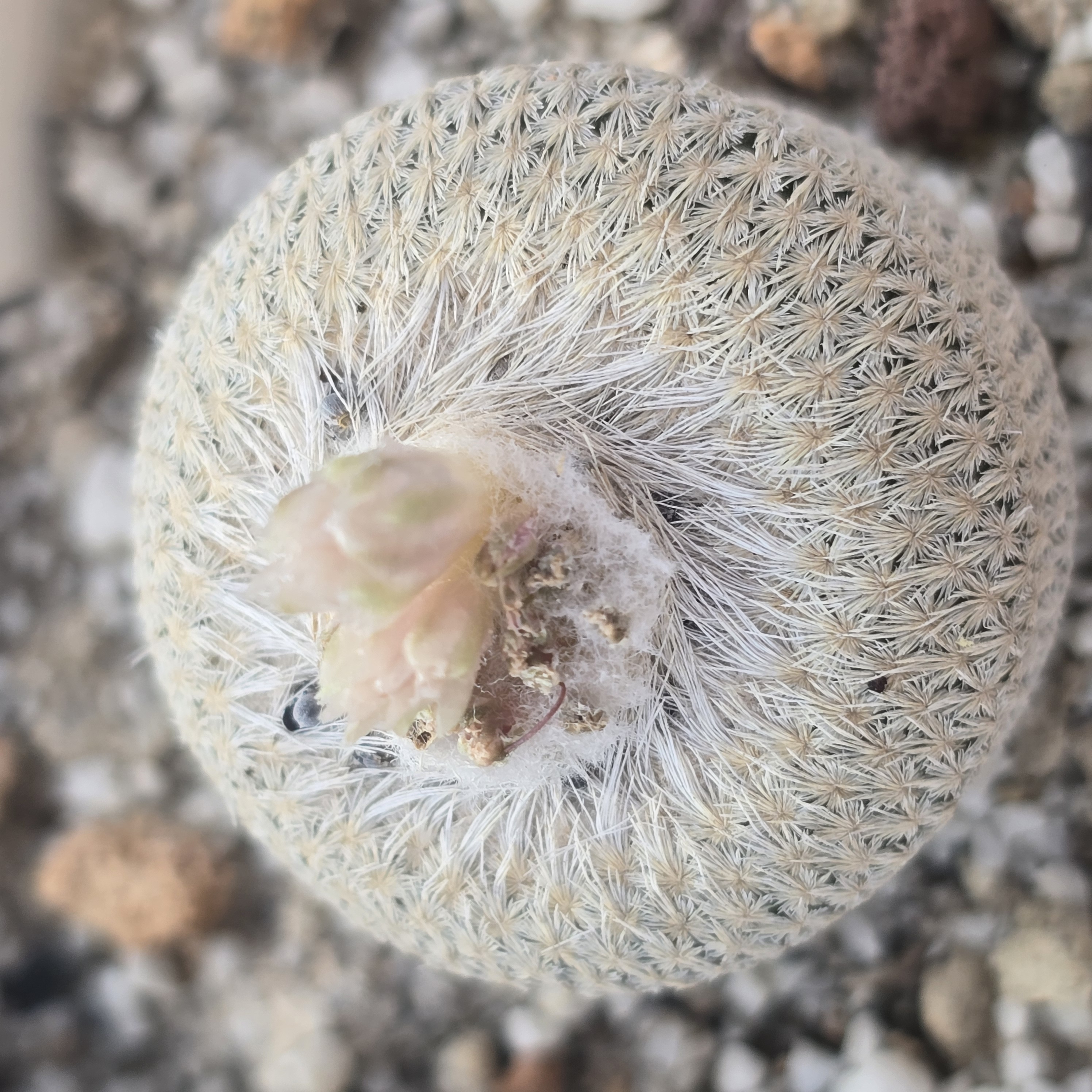 Epithelantha <br>bokei