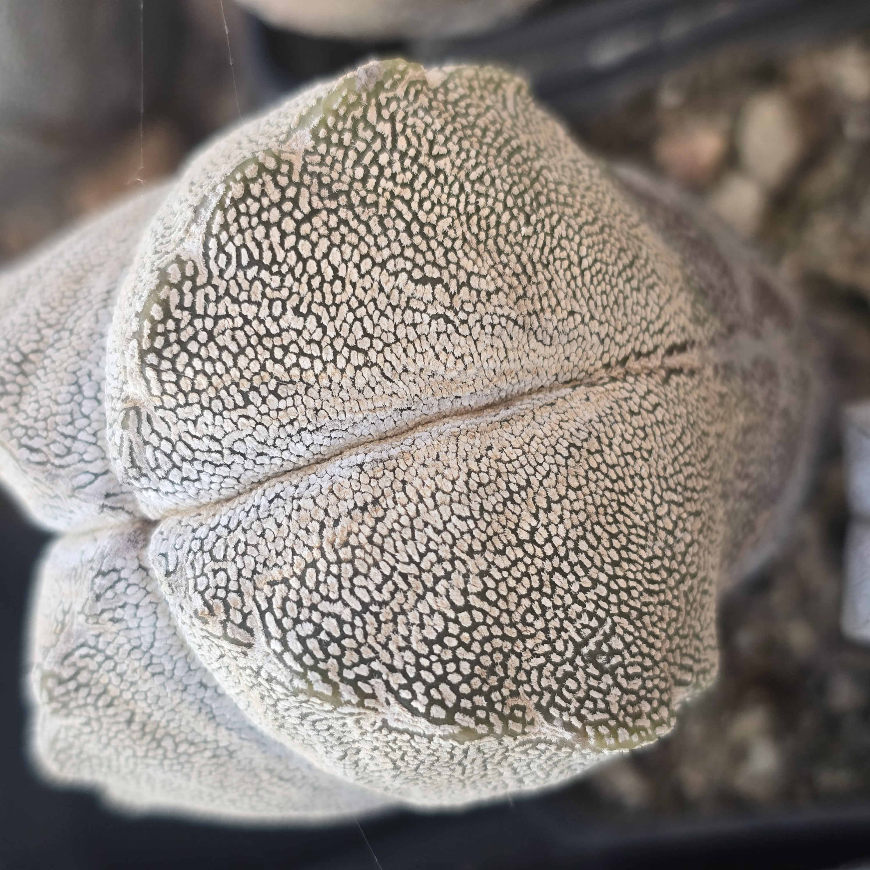 Astrophytum <br>myriostigma cv onzuka columnare
