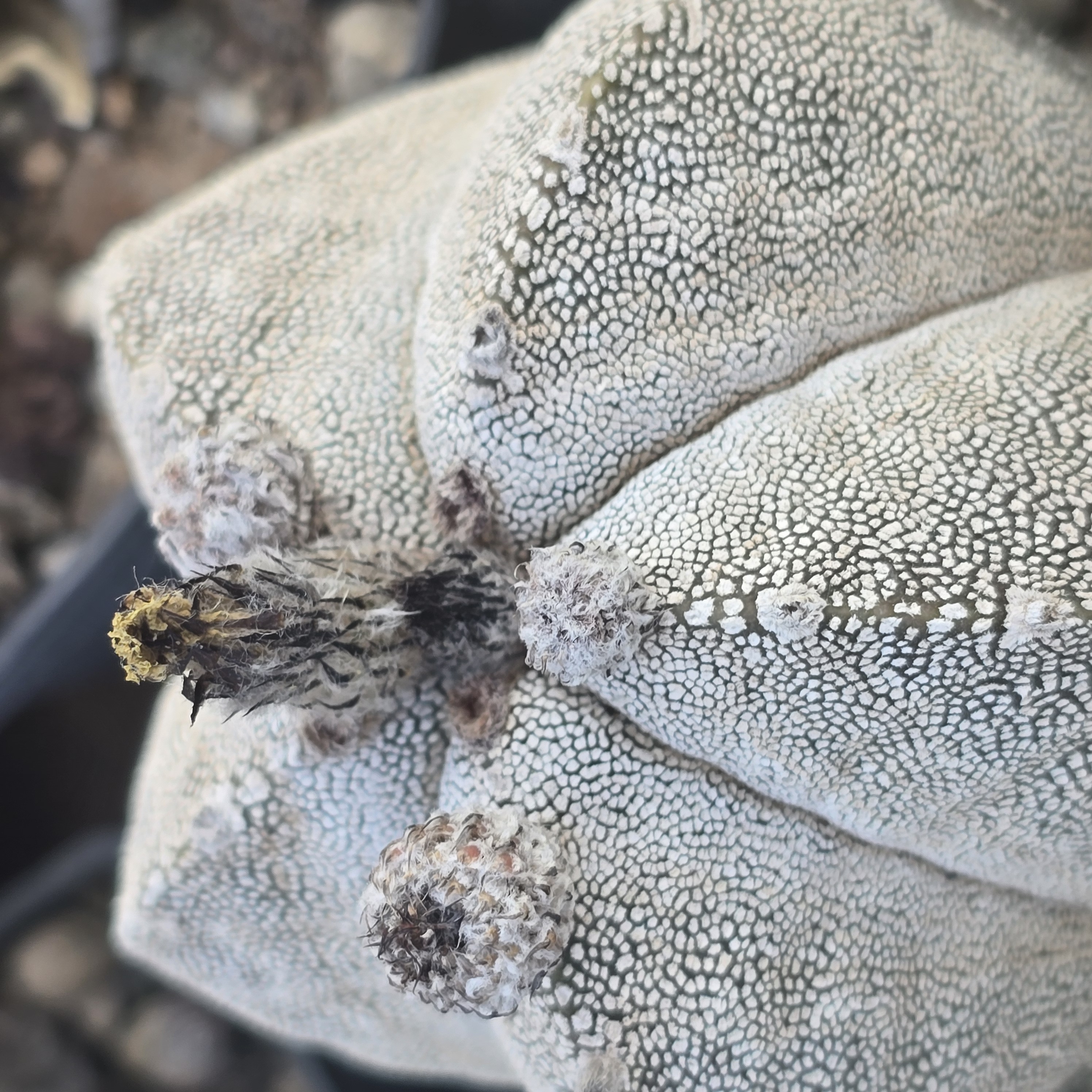Astrophytum <br>myriostigma cv onzuka