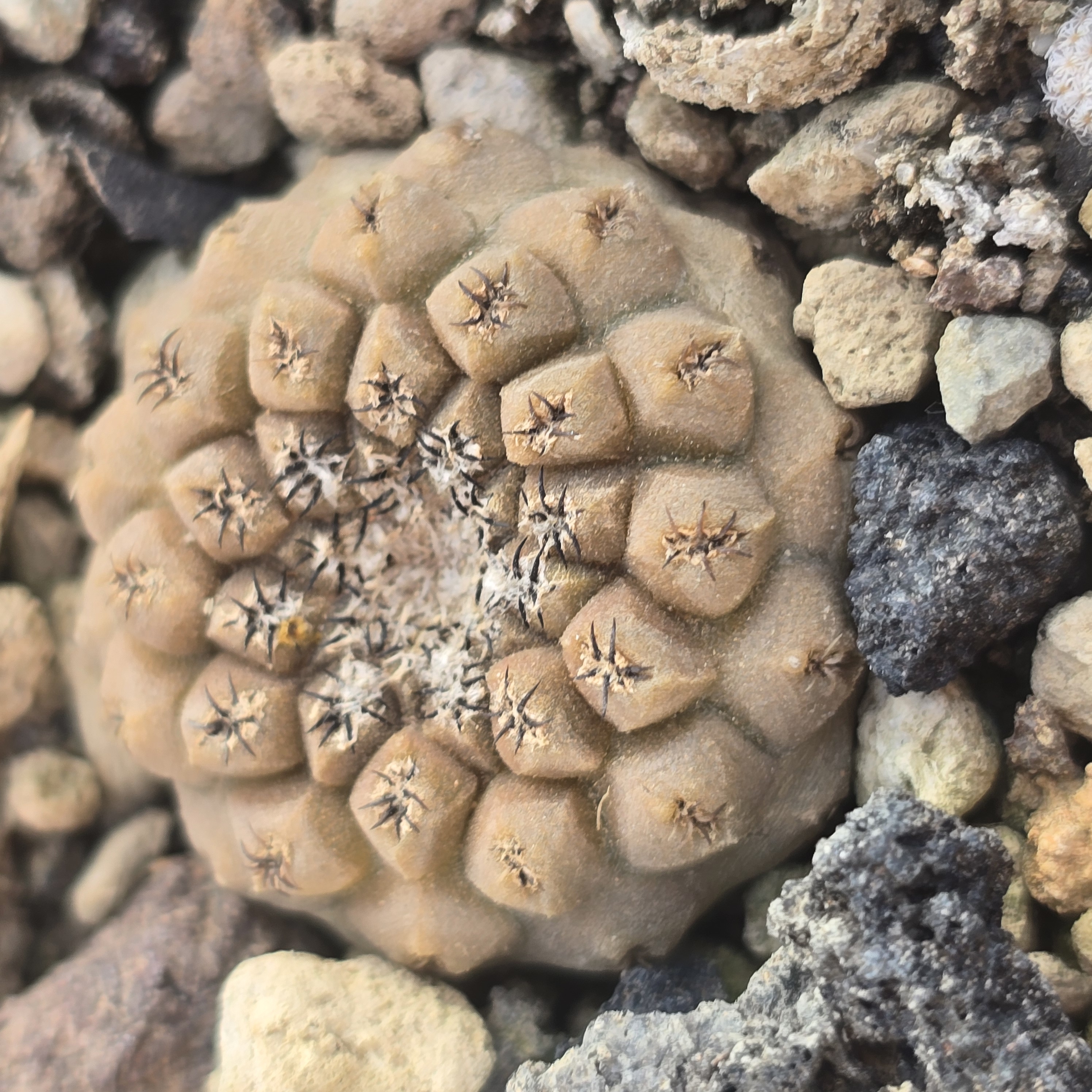 Thelocephala <br>napina 