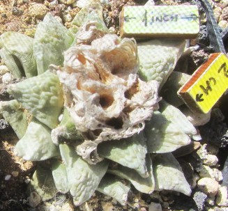 Ariocarpus <br>cv f2 fiss x furf