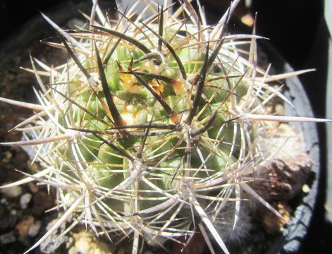 Eriosyce <br>coimasensis robusta