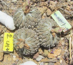 Pelecyphora <br>aselliformis