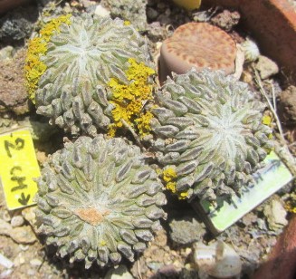 Pelecyphora <br>aselliformis