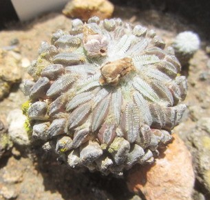 Pelecyphora <br>aselliformis