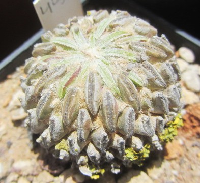 Pelecyphora <br>aselliformis