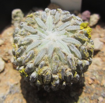 Pelecyphora <br>aselliformis