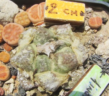 Ariocarpus <br>fissuratus lloydii