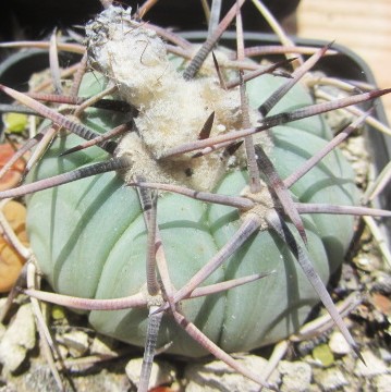 Echinocactus <br>horizonthalonius