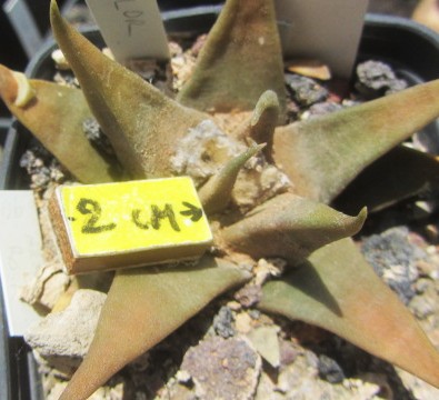 Ariocarpus <br>confusus select bicolor