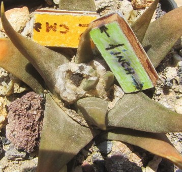 Ariocarpus <br>confusus select bicolor