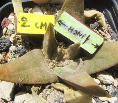 Ariocarpus <br>confusus select bicolor