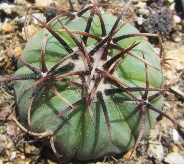 Echinocactus <br>horizonthalonius
