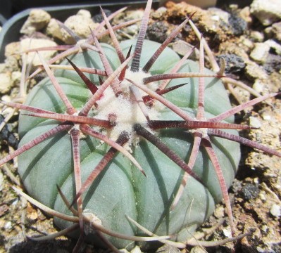 Echinocactus <br>horizonthalonius