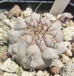 Copiapoa <br>cinerea albispina transizione