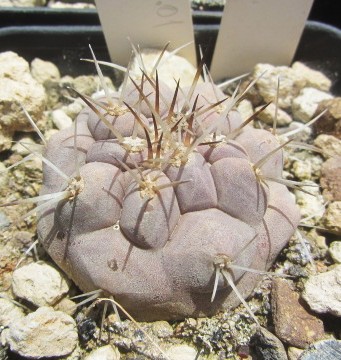 Copiapoa <br>cinerea albispina transizione