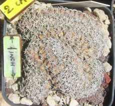 Turbinicarpus <br>lophophoroides crest