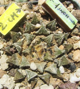 Ariocarpus <br>cv hybrid f3 kotschoubeyanus x fissuratus x kot