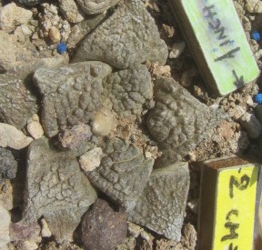 Ariocarpus <br>fissuratus major