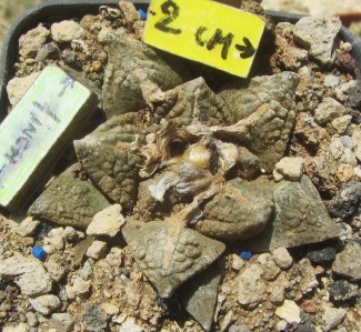 Ariocarpus <br>fissuratus major