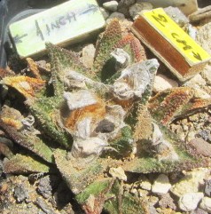Ariocarpus <br>bravoanus