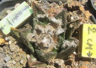 Ariocarpus <br>bravoanus