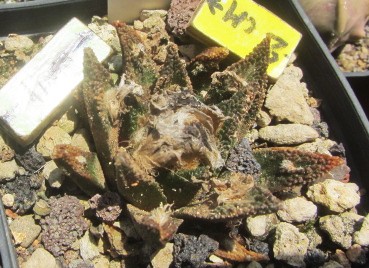 Ariocarpus <br>bravoanus