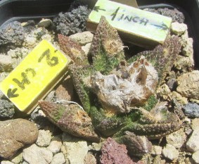 Ariocarpus <br>bravoanus