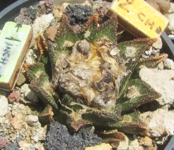 Ariocarpus <br>bravoanus