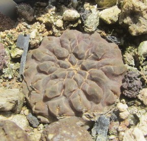 Thelocephala <br>occulta