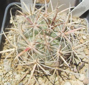 Ferocactus <br>fordi grandiflorus