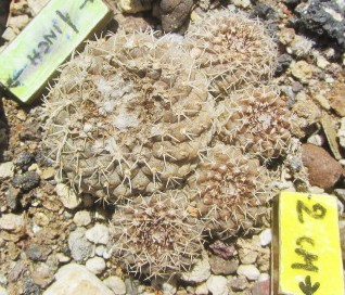 Copiapoa <br>cv laui  