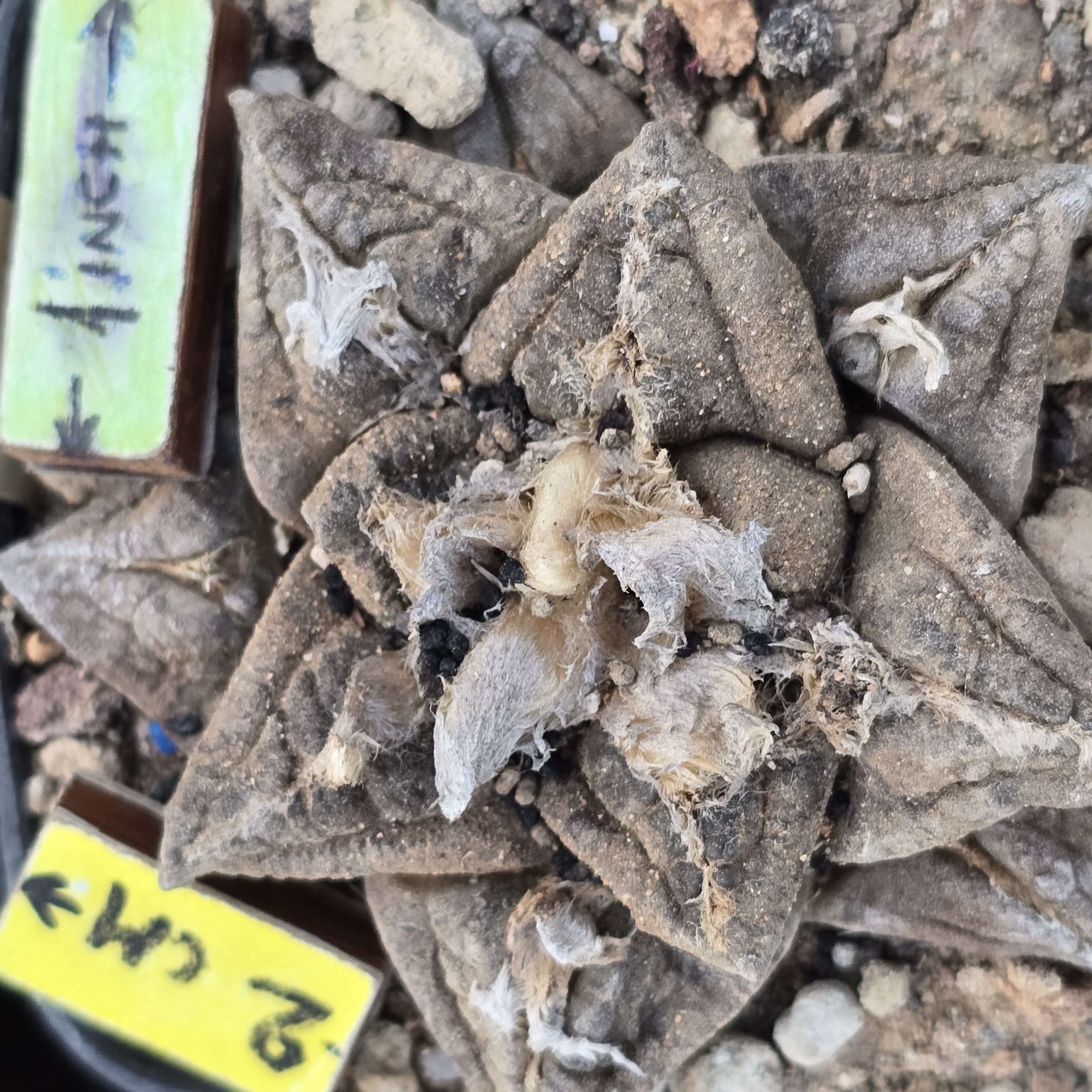 Ariocarpus <br>fissuratus major
