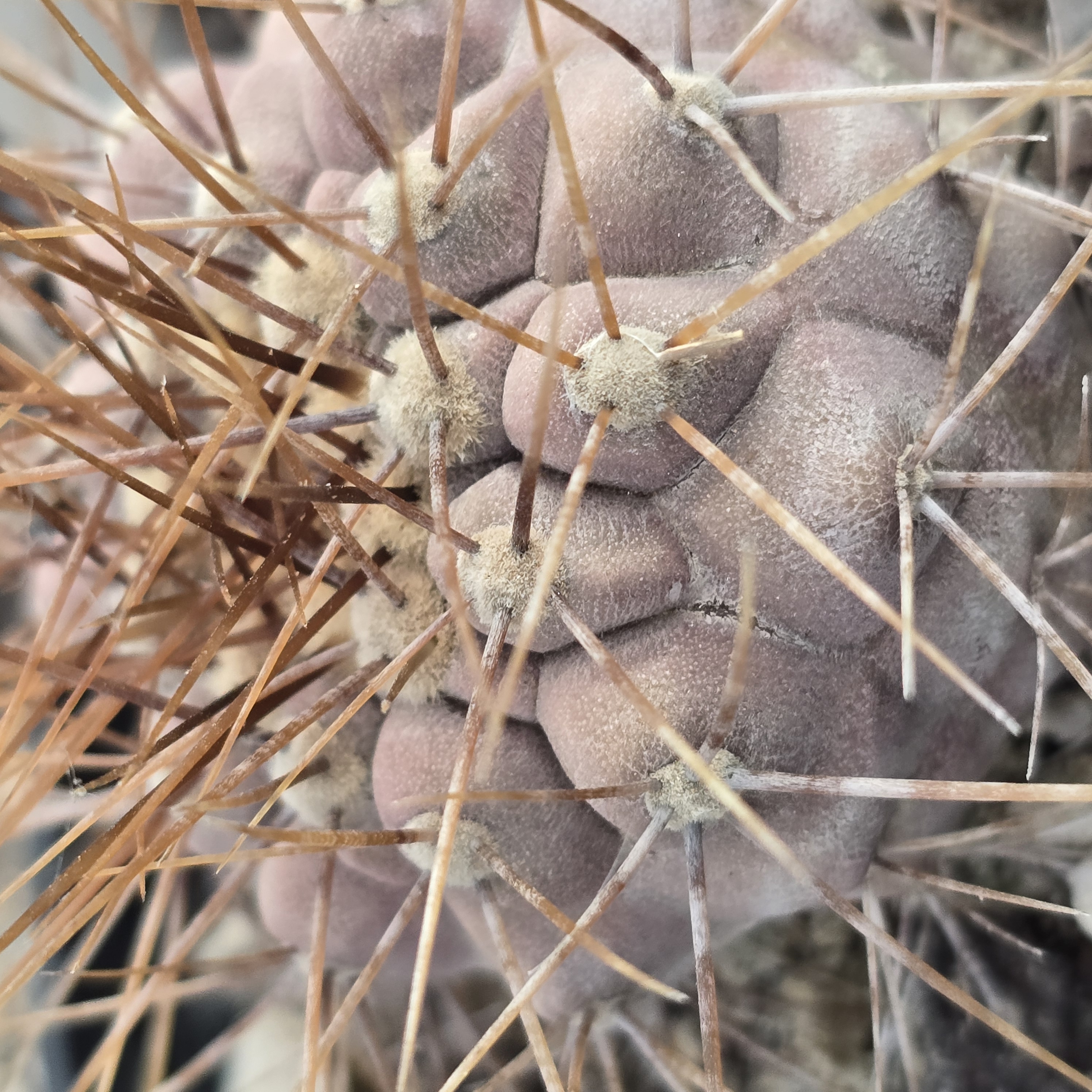 Copiapoa <br>gigantea