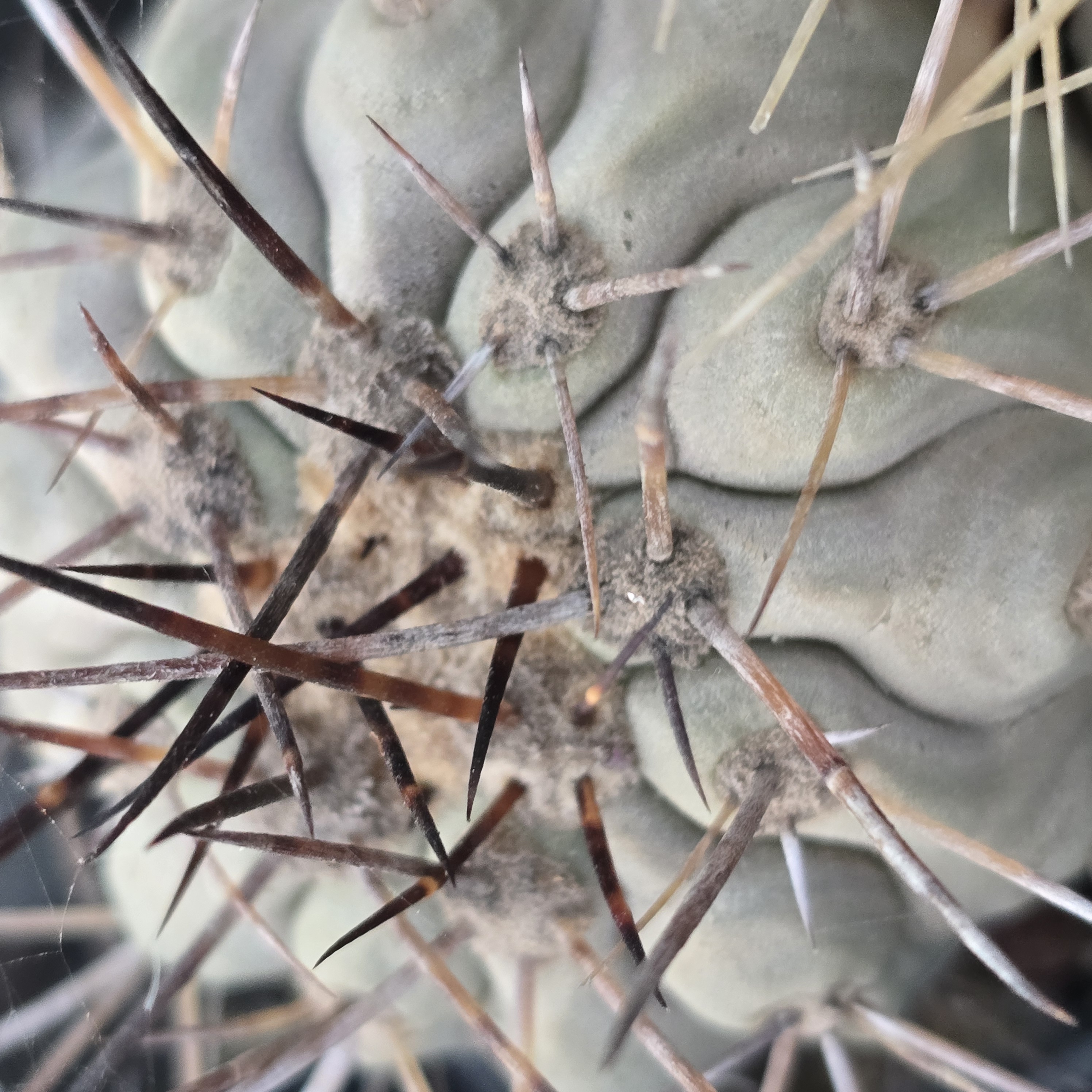 Copiapoa <br>haseltoniana gigantea