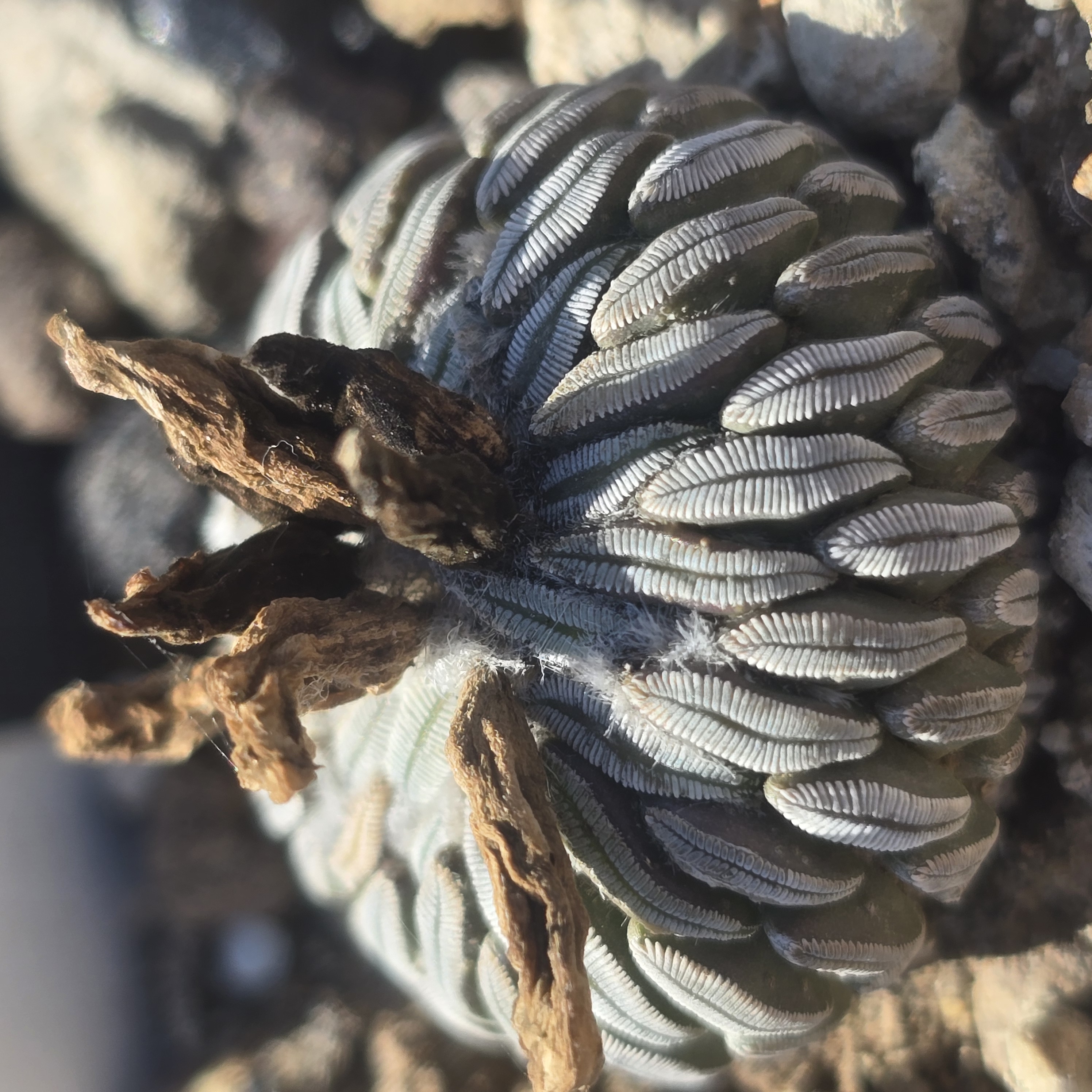 Pelecyphora <br>aselliformis