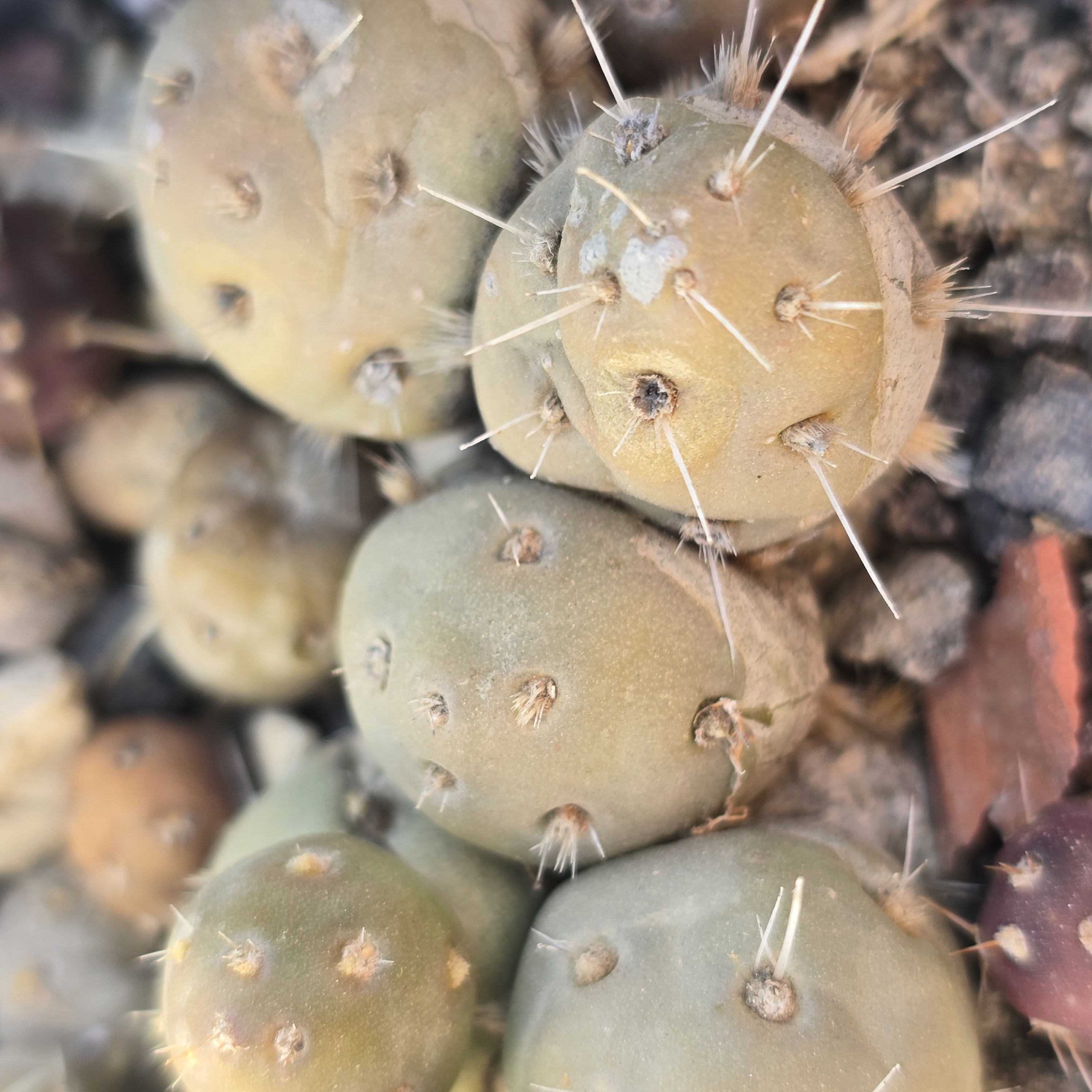 Tephrocactus <br>russelli